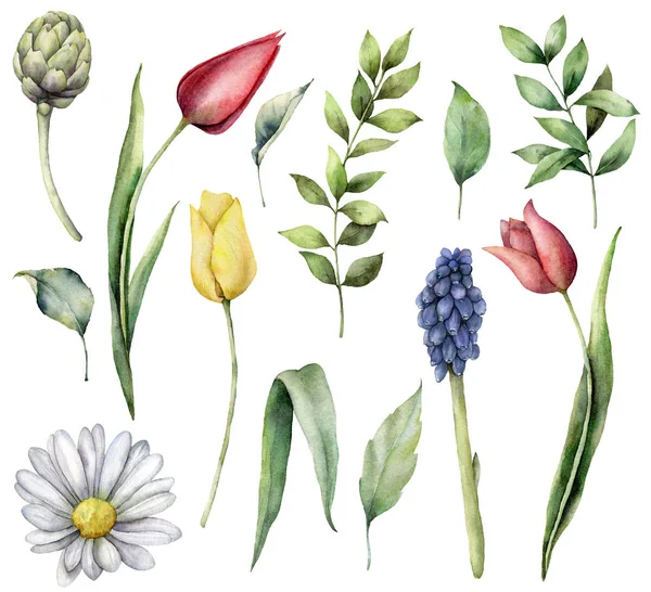 Satz von Frühlingsblumen in Aquarell. handbemalte Kamille, Tulpen, Hyazinthen und Artischocken isoliert auf weißem Hintergrund. Botanische Illustration für Design, Druck, Stoff oder Hintergrund. — Stockfoto