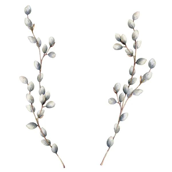 Watercolor floral set with Easter willow. Hand painted willow branch isolated on white background. Spring illustration for design, print, fabric or background. — Stock Photo, Image