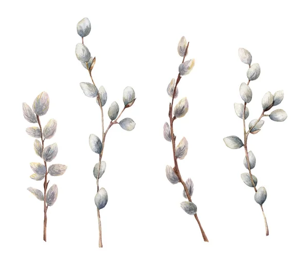 Watercolor willow branches. Hand painted willow wood isolated on white background. Spring illustration for design, print, fabric or background. — 스톡 사진