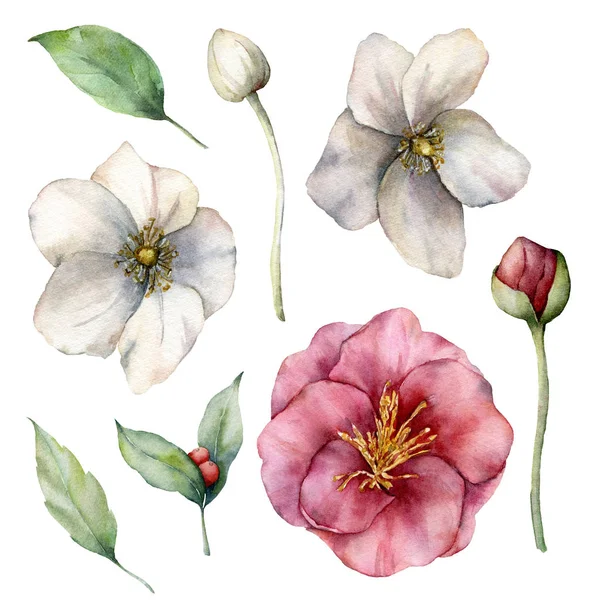 Aquarell Blumenset mit rosa und weißen Anemonen. handbemalte Blumen, Knospen und Blätter isoliert auf weißem Hintergrund. Federzeichnung für Design, Druck, Stoff oder Hintergrund. — Stockfoto