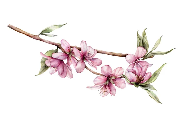 Acuarela flor de cerezo. Flores, hojas y ramas pintadas a mano aisladas sobre fondo blanco. Ilustración de primavera floral para diseño, impresión, tela o fondo . — Foto de Stock