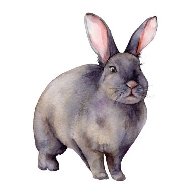 Gri tavşanlı suluboya kart. Beyaz arka planda elle boyanmış gri tavşan. Tasarım, baskı, kumaş veya arkaplan için bahar çizimi. Vahşi yaşam.