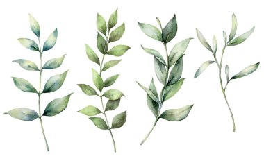 Bir dizi suluboya bahar dalları. El yapımı okaliptüs, kalın dallar ve beyaz arka planda izole edilmiş yapraklar. Tasarım, baskı, kumaş veya arkaplan için çiçek çizimi. Botanik seti.