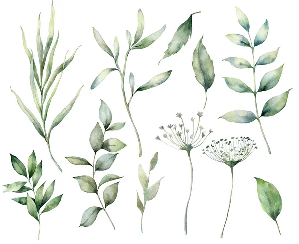 Set van waterverf voorjaar takken en kruiden. Met de hand geschilderde eucalyptus bladeren en gras geïsoleerd op een witte achtergrond. Bloemen illustratie voor ontwerp, print, stof, of achtergrond. Botanische verzameling. — Stockfoto