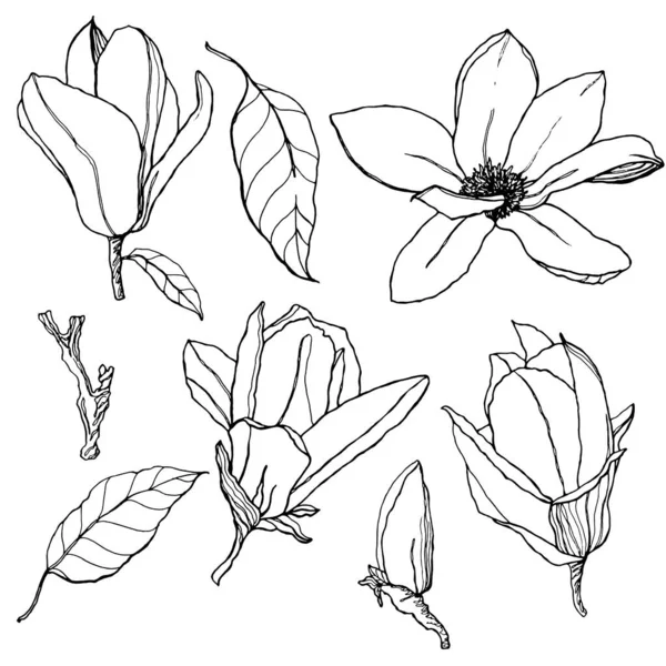 Ensemble floral vectoriel avec magnolias. Peint à la main ligne art fleurs et feuilles isolées sur fond blanc. Illustration printanière pour design, impression, tissu ou fond . — Image vectorielle