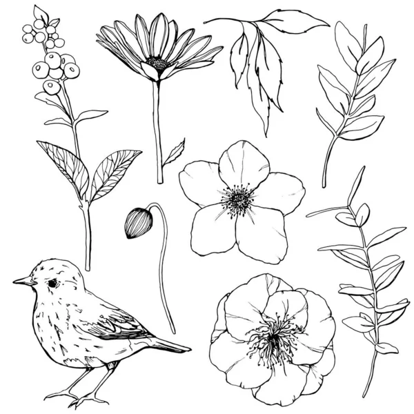 Vector Easter set with flowers, bird and berries. Hand painted line art anemones, buds and leaves isolated on white background. Botanical spring illustration for design, print or background. — Stock Vector