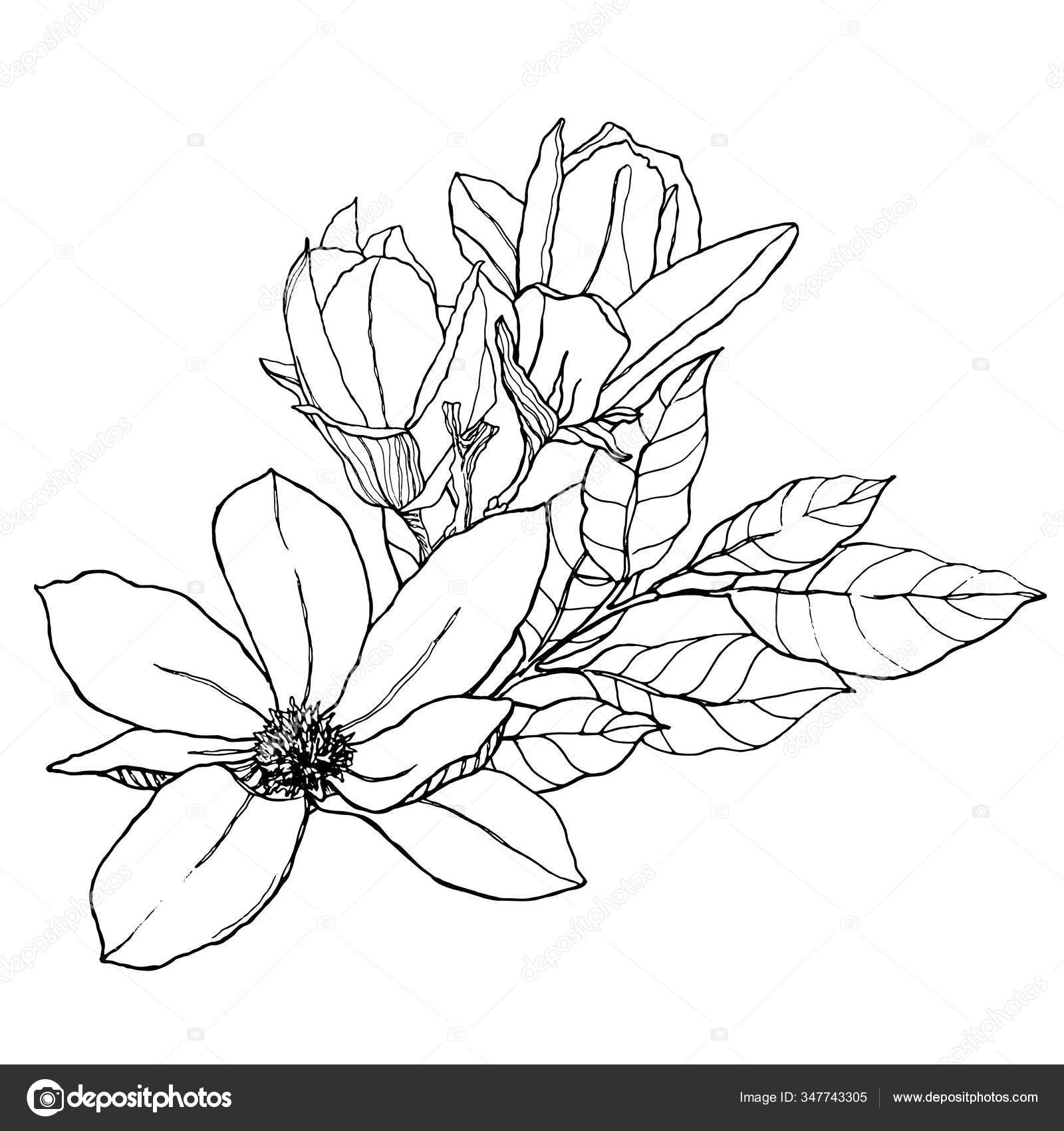 水彩花花束与线条艺术的叶子 芽和木兰花 手绘卡片 白色背景上的花朵隔离 春季插图 用于设计 印刷 面料或背景 图库照片 C Derbisheva