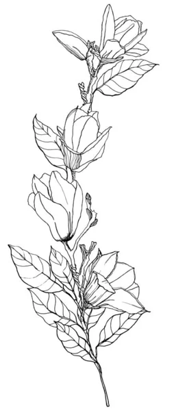 Akwarela kwiatowy bukiet z magnolii, liści i pąków. Ręcznie malowane linii karty sztuki z kwiatów izolowanych na białym tle. Wiosenna ilustracja do projektowania, drukowania, tkaniny lub tła. — Zdjęcie stockowe