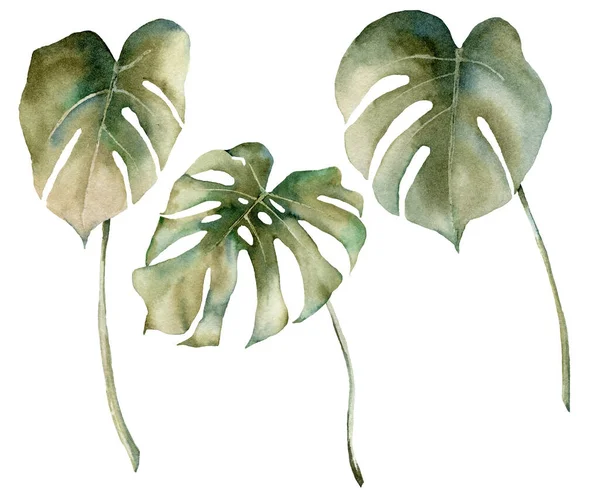 Aquarel tropische set met monstera bladeren. Met de hand geschilderde exotische takken geïsoleerd op witte achtergrond. Bloemen illustratie voor ontwerp, print, stof of achtergrond. — Stockfoto