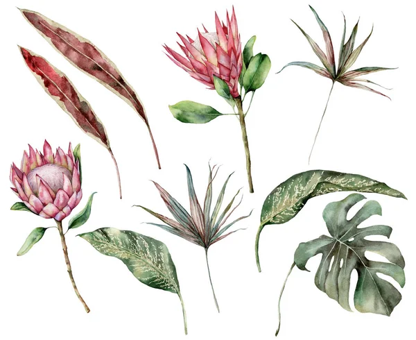 파라다이스 열대 지역에 는 프로 테아 와 야자나무 잎이 자라고 있습니다. 손으로 그린 이국적 인 꽃, 팜, 몬 스타라 잎은 흰 배경에 고립되어 있다. 디자인, 인쇄, 직물 또는 배경을 위한 꽃 삽화. — 스톡 사진