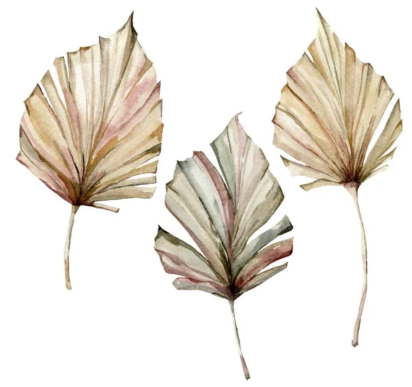 Akvarell tropiskt set med torra palmblad. Handmålade exotiska blad isolerade på vit bakgrund. Blommig illustration för design, tryck, tyg eller bakgrund. — Stockfoto
