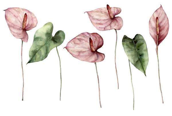 Τροπικό σετ υδατογραφίας με ανθούριο. Ζωγραφισμένα στο χέρι λουλούδια και φύλλα που απομονώνονται σε λευκό φόντο. Βοτανικός floral εικονογράφηση για σχεδιασμό, εκτύπωση, ύφασμα ή φόντο. — Φωτογραφία Αρχείου