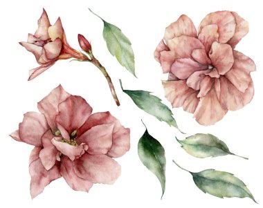 Pembe amberli suluboya yaz seti. Elle boyanmış tropik gül çiçekleri ve beyaz arka planda izole edilmiş yapraklar. Tasarım, baskı ve arkaplan için çiçek çizimi.