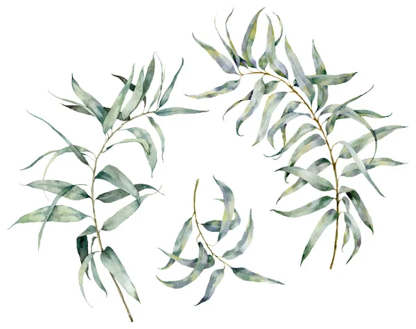 Aquarelle d'été sertie de branches d'eucalyptus. Feuilles tropicales peintes à la main et brindilles isolées sur fond blanc. Illustration florale pour la conception, l'impression, le fond . — Photo