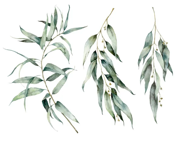 Akwarela letni zestaw z kwitnącym eukaliptusem. Ręcznie malowane gałęzie tropikalne, liście i gałązki odizolowane na białym tle. Ilustracja kwiatowa do projektowania, druku, tła. — Zdjęcie stockowe