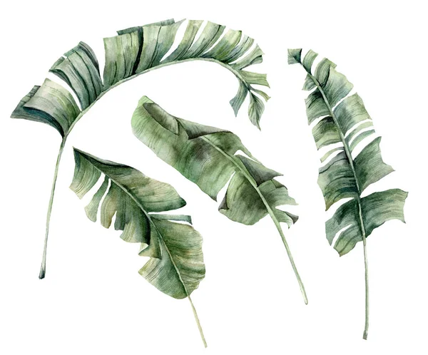 Akwarela letni zestaw z gałązek bananowych. Ręcznie malowane tropikalne liście palmowe i gałązki odizolowane na białym tle. Ilustracja kwiatowa do projektowania, druku, tła. — Zdjęcie stockowe