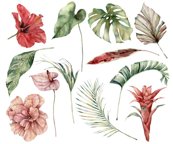 Çiçek ve yapraklı suluboya tropikal bir set. El boyaması amalar, canavarlar, şarbon, guzmanya ve beyaz arka planda izole edilmiş palmiye dalları. Tasarım, baskı ve arkaplan için çiçek çizimi. — Stok fotoğraf