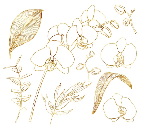 Ensemble d'orchidées dorées aquarelle. Fleurs d'art lignes tropicales peintes à la main, branches d'eucalyptus et feuilles isolées sur fond blanc. Illustration florale minimaliste pour la conception, l'impression ou le fond . — Photo