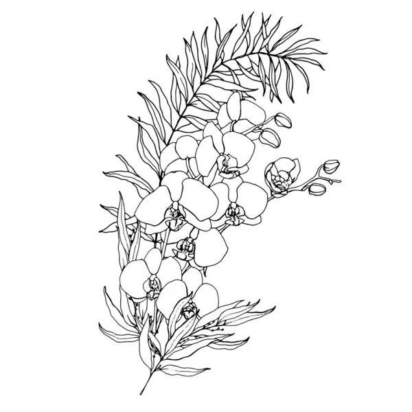 Ramo de arte de línea vectorial con eucalipto y orquídeas. Tarjeta tropical pintada a mano con flores, ramas y hojas aisladas sobre fondo blanco. Ilustración floral para diseño, impresión, fondo . — Vector de stock
