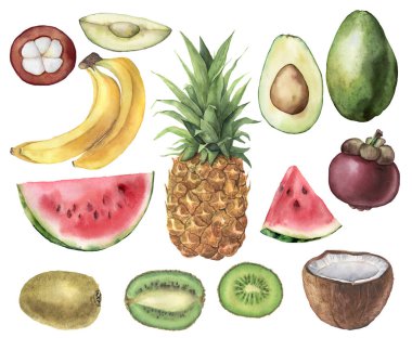 Ananas, avokado, muz, karpuz, hindistan cevizi, kivi ve mangosenli suluboya. Beyaz arka planda elle boyanmış meyveler. Tasarım, baskı ve arkaplan için çiçek çizimi.