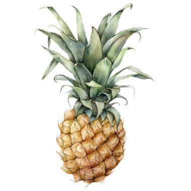 Suluboya ananas. Beyaz arka planda yaprakları olan el yapımı tropikal meyveler. Tasarım veya baskı için gıda botanik illüstrasyonu.