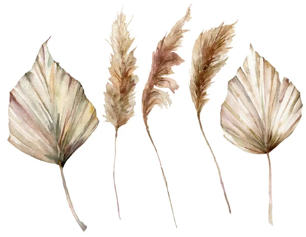 Akvarell tropiskt set med torra palmblad och pampas gräs. Handmålade exotiska blad isolerade på vit bakgrund. Blommig illustration för design, tryck, tyg eller bakgrund. — Stockfoto