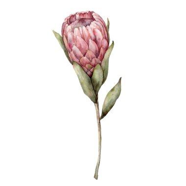 Suluboya Kraliçe Protea. Elle boyanmış tropikal kart, egzotik pembe çiçek ve beyaz arka planda izole edilmiş yapraklar. Tasarım, baskı, kumaş veya arkaplan için çiçek çizimi. Yaz şablonu.