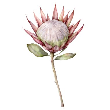 Watercolor King protea. Hand painted tropical card with pink flower and leaves isolated on white background. Floral illustration for design, print, fabric or background. Summer template. clipart