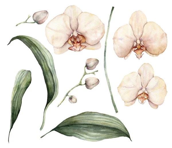 Aquarelle pêche et orchidées crémeuses. Fleurs tropicales peintes à la main, branches, feuilles et bourgeons isolés sur fond blanc. Illustration florale pour design, impression, tissu ou fond . — Photo