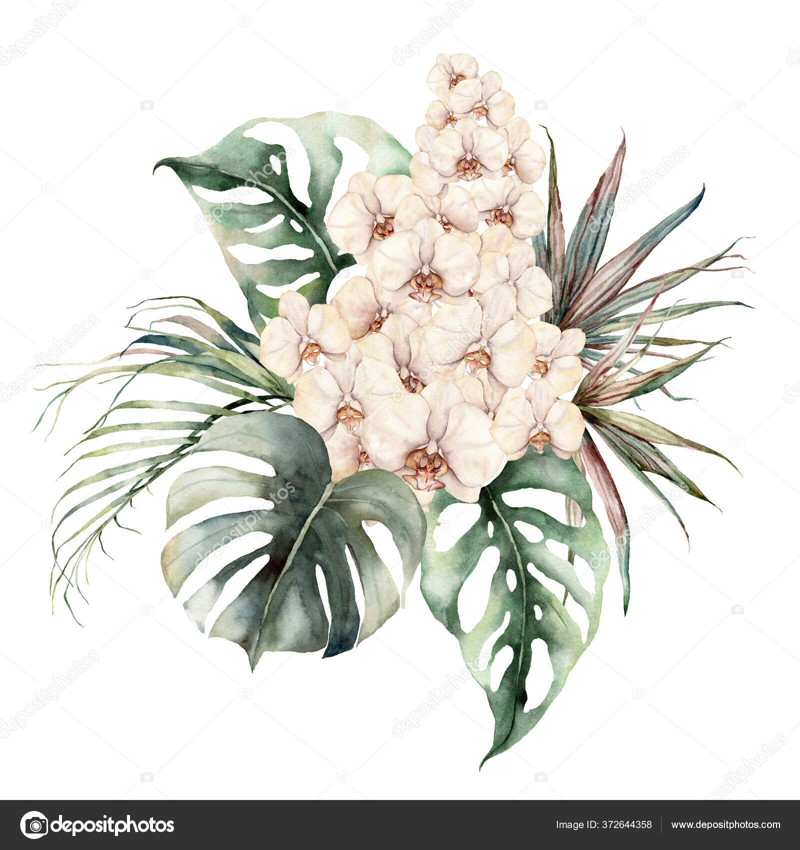 Watercolor Bouquet With Orchids Monstera And Coconut Leaves Hand Painted Tropical Card With Flowers And Palm Branches Isolated On White Background Floral Illustration For Design Print Background Stock Photo By C Derbisheva 372644358