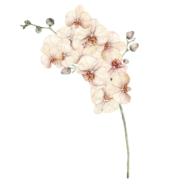 Aquarel boeket met perzik en romige orchideeën. Met de hand geschilderde tropische kaart met bloemen, knoppen en takken geïsoleerd op witte achtergrond. Bloemen illustratie voor ontwerp, print of achtergrond. — Stockfoto