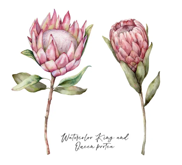 Zestaw akwareli King Protea i Queen Protea. Ręcznie malowane tropikalne różowe kwiaty i liście izolowane na białym tle. Ilustracja kwiatowa do projektowania, druku, tkaniny lub tła. Roślina letnia. — Zdjęcie stockowe