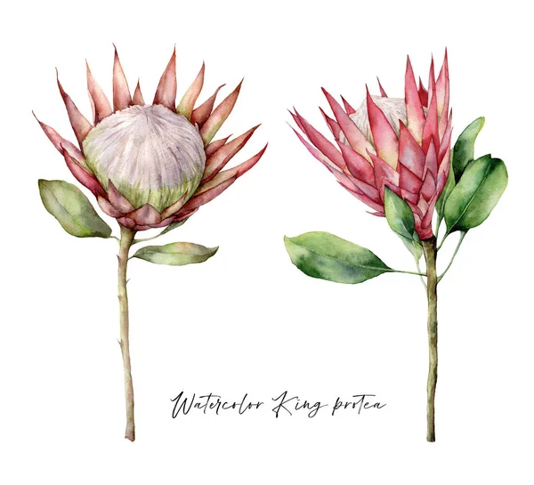 Set cat air Raja proteas. Tangan dicat bunga tropis merah muda dan daun terisolasi pada latar belakang putih. Ilustrasi bunga untuk desain, cetak, kain atau latar belakang. Musim panas tanaman. — Stok Foto