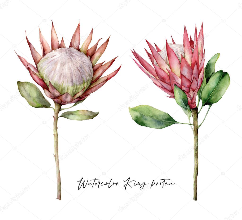 Set of watercolor King proteas. Hand painted tropical pink flowers and leaves isolated on white background. Floral illustration for design, print, fabric or background. Summer plant.