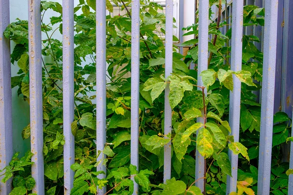 Green trees behind the fence — Stock Photo, Image