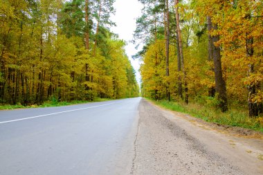 Güzel sonbahar orman yolu ile.