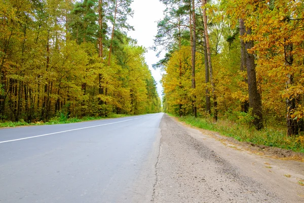Красивый осенний лес с дорогой . — стоковое фото
