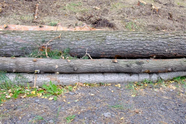 Baumstämme auf dem Boden. — Stockfoto