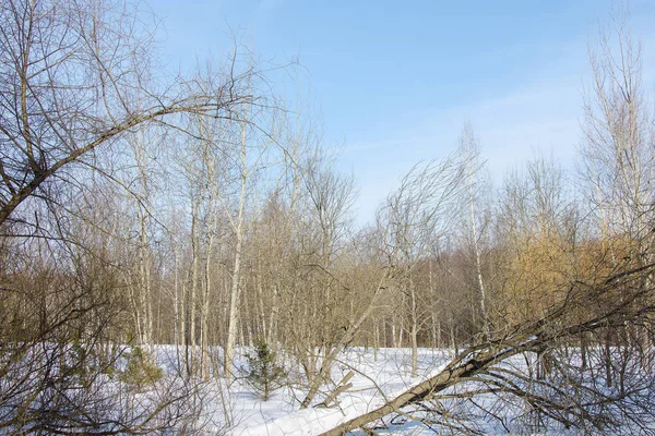 Uitzicht op winter bos in zonnige dag — Stockfoto