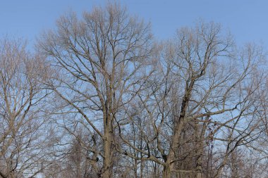 bir ağacın mavi gökyüzü karşı çıplak dalları