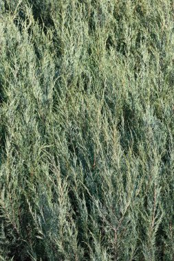 Yeşil Mazı arka plan