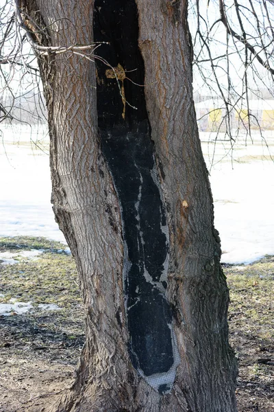 Tronco de árbol torcido — Foto de Stock