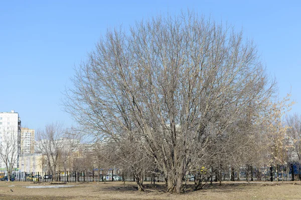Las ramas desnudas del árbol en el parque — Foto de Stock