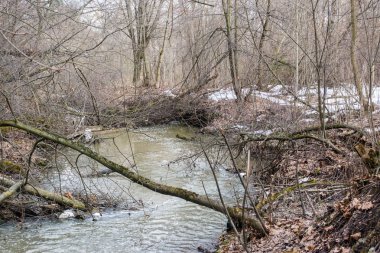 Bir akış bir ağacı dalı