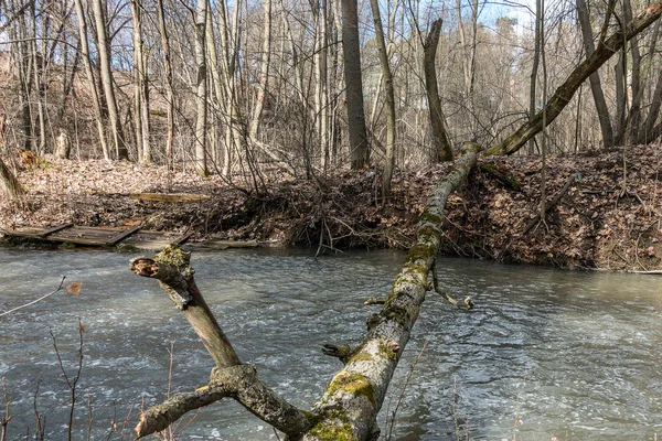 Branche d'un arbre à travers un ruisseau — Photo