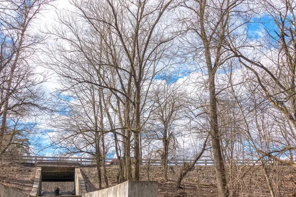 Forêt printanière et ciel — Photo