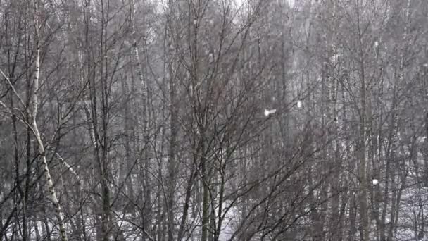 飘落的雪花，冬季的森林里 — 图库视频影像