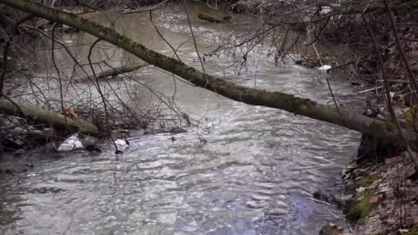 Rama de un árbol a través de una corriente . — Vídeo de stock