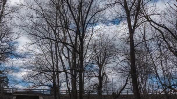 Floresta de primavera com galhos nus e céu . — Vídeo de Stock