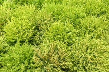 Genç Cupressus macrocarpa arka plan